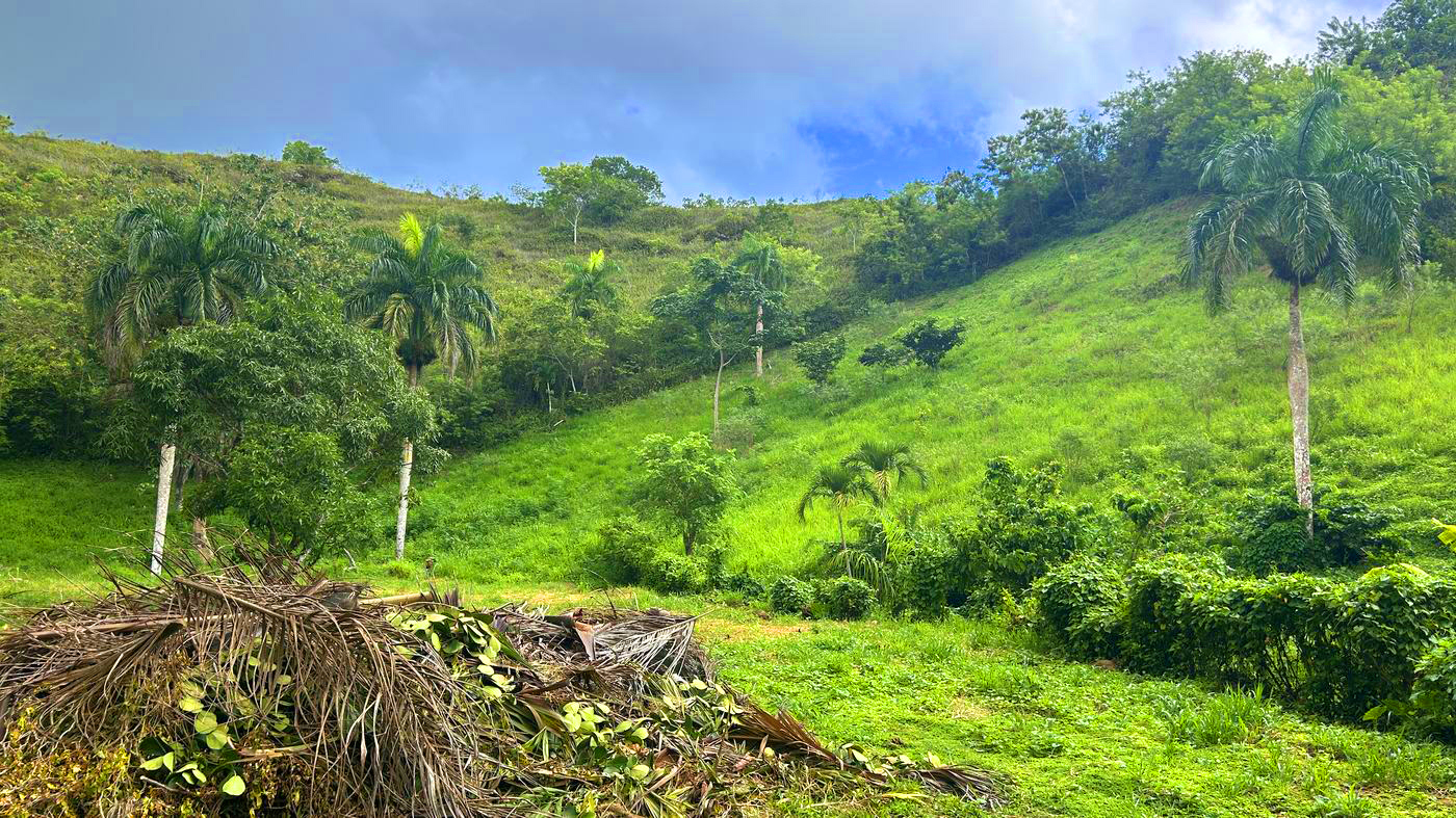 Lot 36 at Bellavista — Green view